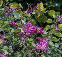 Bauhinia purpurea "Purple Orchid-Tree"