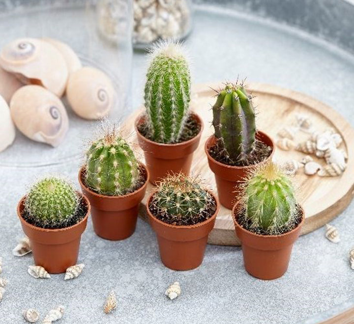 Cactus Mix "Indoor mini Cactus"