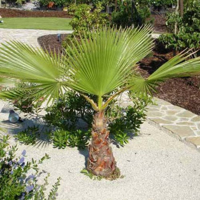 California Fan Palm - Fito Seeds