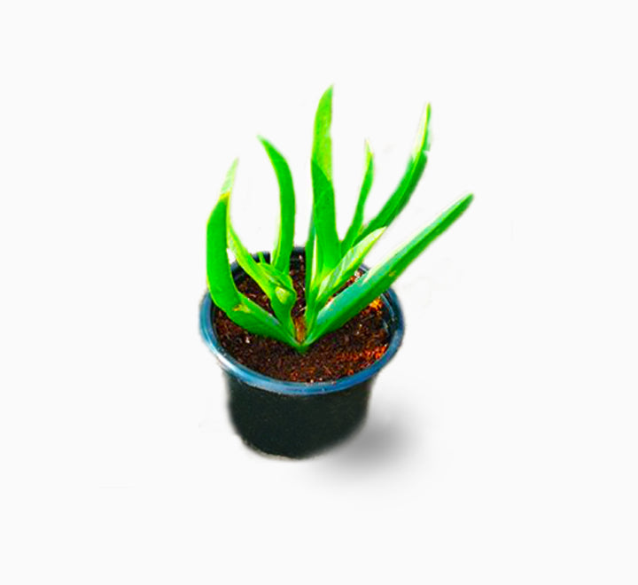Carpobrotus edulis or Ice Plant 10 -15cm, Healthy Outdoor Succulent Plant