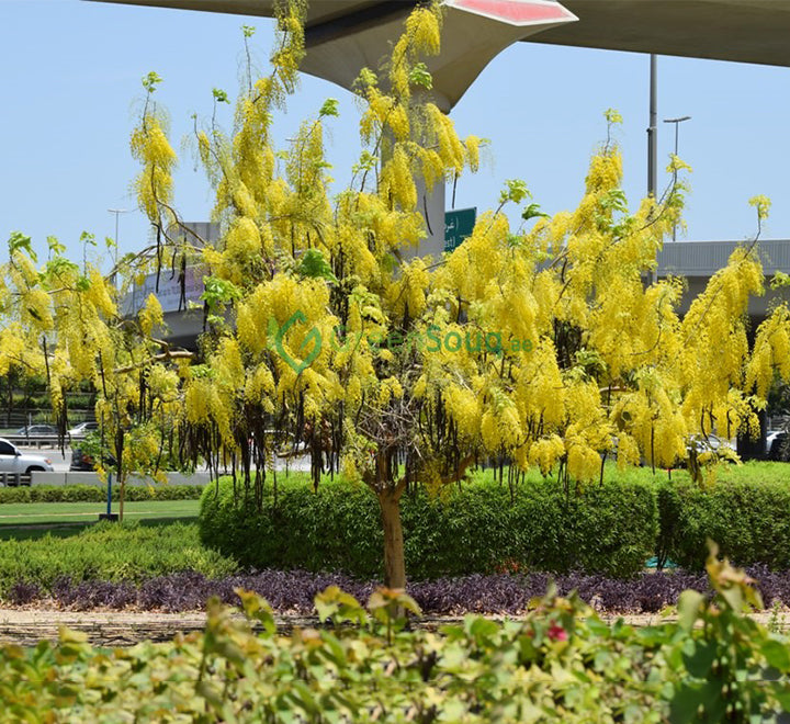 Cassia fistula "Golden Shower Tree" 3.0-3.5m
