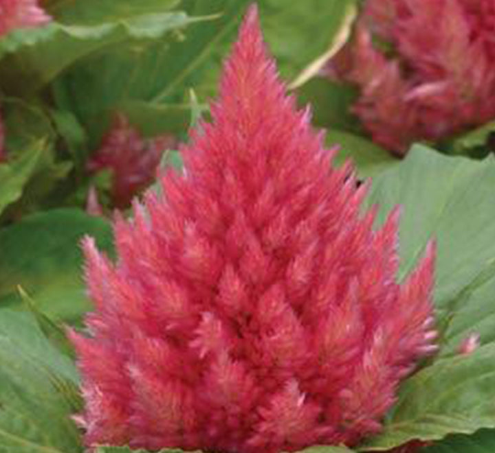 Celosia Plumosa Or Silver Cock's comb