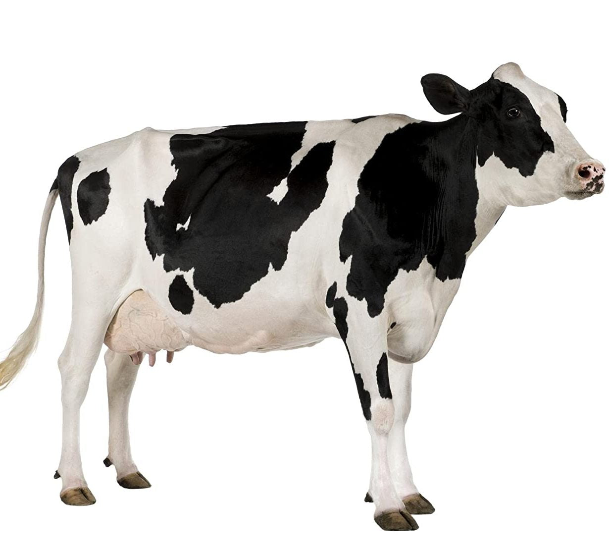 Cow Manure "Organic" 100% Natural Fertilizer 16 & 25Kg سماد البقر