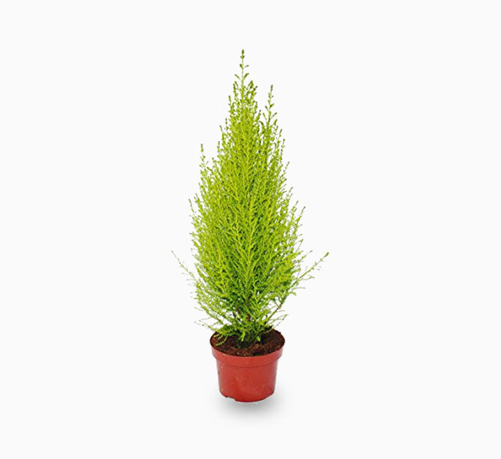 Cupressus macrocarpa, Goldcrest Wilma, Lemon Cyperus 60 – 80cm height