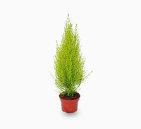 Cupressus macrocarpa, Goldcrest Wilma, Lemon Cyperus 60 – 80cm height
