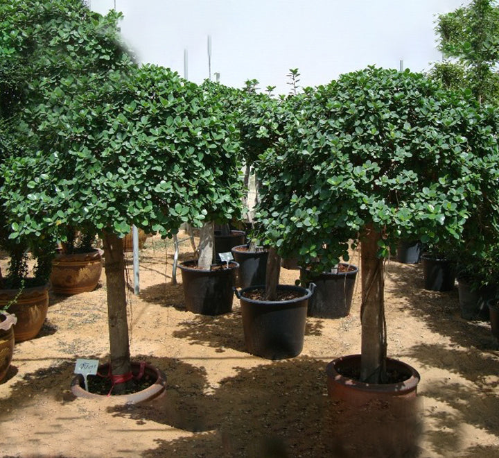 Ficus diversifolia (Rounded)