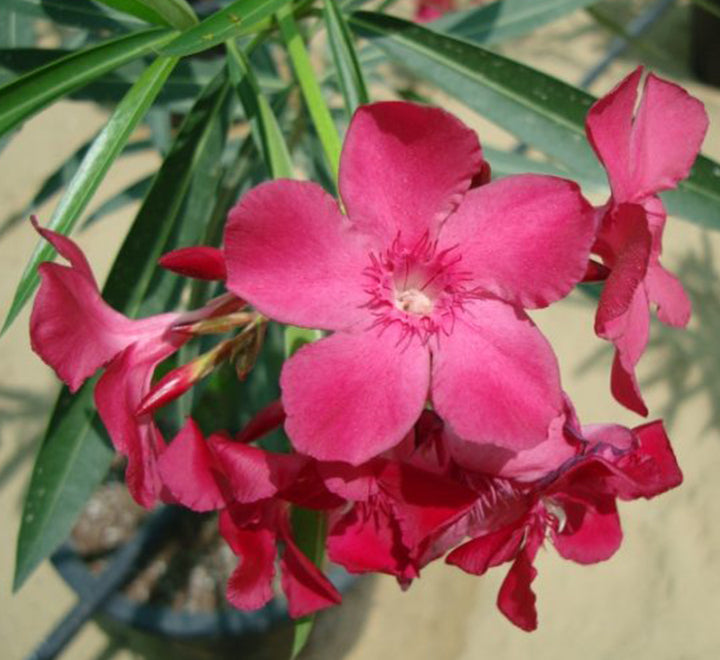 Oleander "Nerium Oleander"