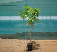 Plumeria obtusa "Frangipani or The Temple Tree"