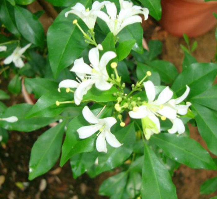 Murraya paniculata "Orange or Thai Jasmine"