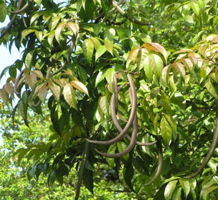 Dolichandron spathacea Or  Mangrove Trumpet Tree 2.5m