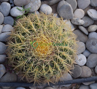 Echinocactus grusonii, Golden Barrel Cactus, Mother-in-law Cushion or Ball Cactus