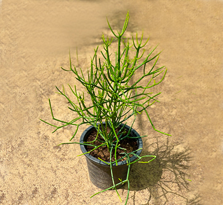 Euphorbia tirucalli or Pencil Cactus 50-70cm, Strong Outdoor Cactus Plant