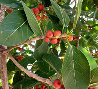 Ficus Benghalensis "Banyan Fig"