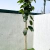 Ficus Benghalensis "Banyan Fig"