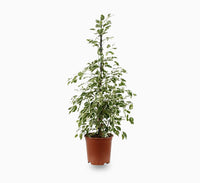 Ficus benjamina Or Twilight 100 cm to 120 cm