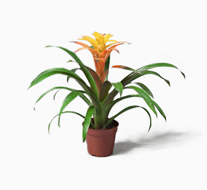 Guzmania Red and Yellow Plants or Scarlet Star