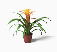 Guzmania Red and Yellow Plants or Scarlet Star