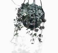 Ceropegia woodii or String of Hearts “Variegated” Hanging