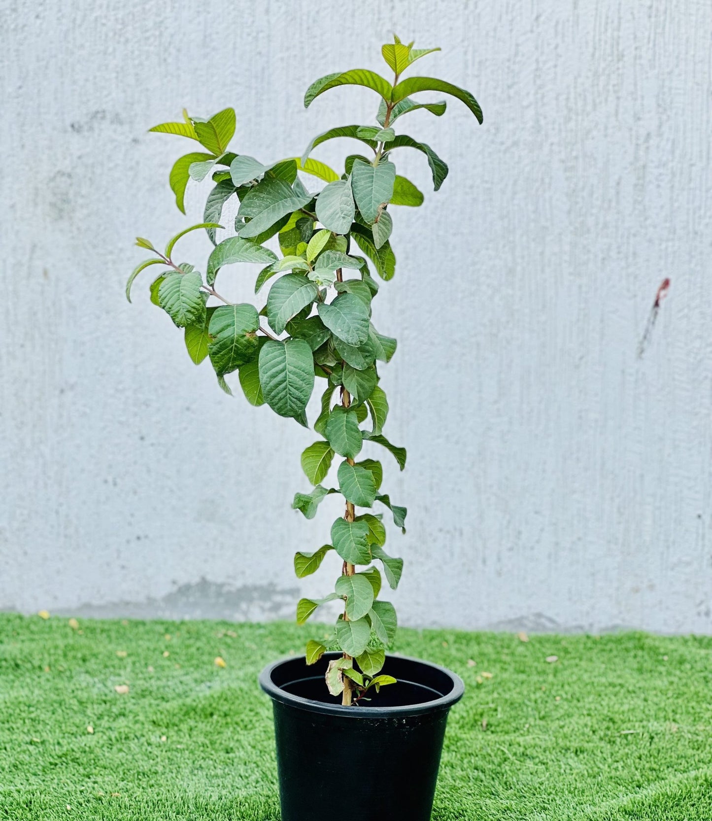 Psidium guajava Or Guava Tree 1.2 - 2.0m شجرة الجوافة (Pakistani)