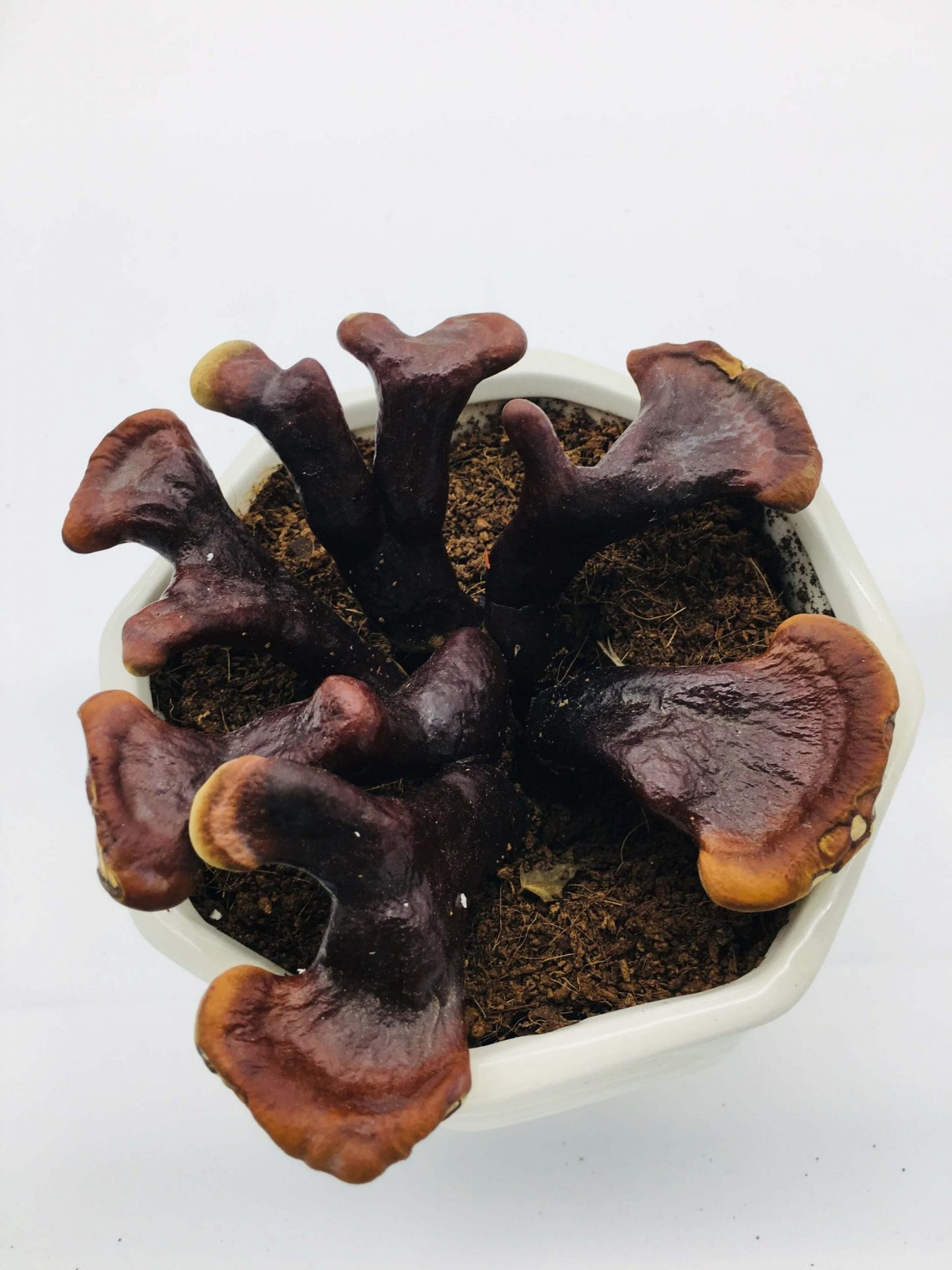 Wild Mushroom 15-20cm spread
