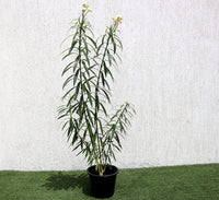 Oleander "Nerium Oleander"