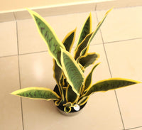 Artificial Sansevieria trifasciata "Snake Plant" 95cm