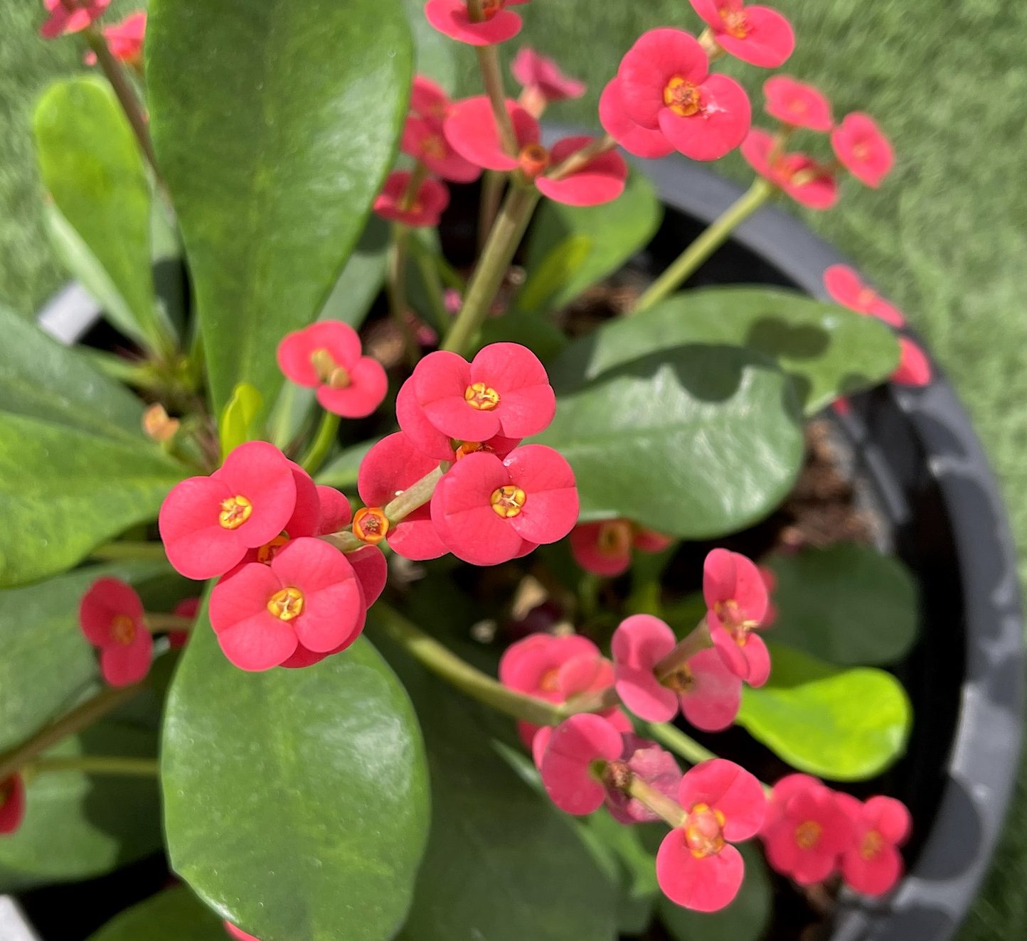 Euphorbia millii Or Crown of Thorns 25 - 35cm