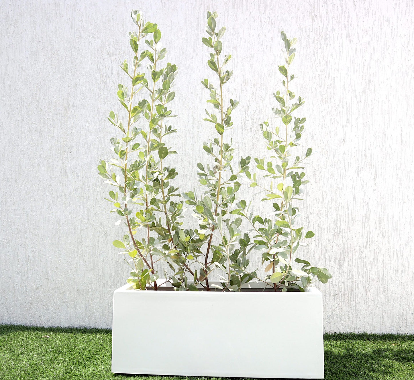 Conocarpus erectus Silver buttonwood 1.0-1.2m in GRP white 70x30x30cm Pot