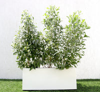 Conocarpus erectus Sericeus "Silver Damas" 1.0-1.2m
