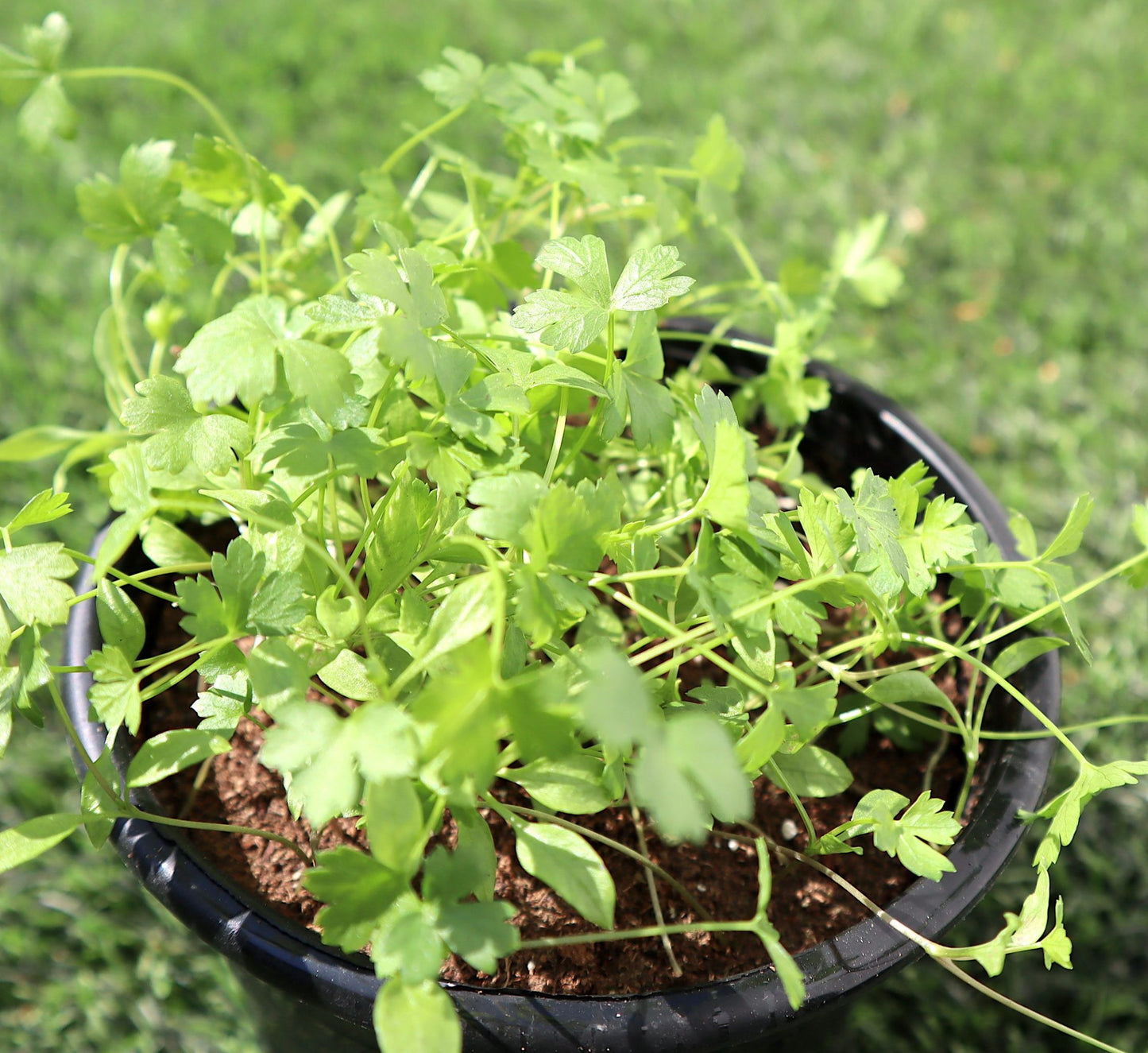 Parsley Vegetable Herb Plant "Organic" 6ltr Pot