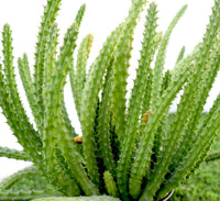 Caralluma Cactus "Caralluma Adscendens"0.2-0.3m