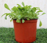 Rocula Organic "Eruca sativa" Plant