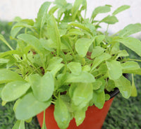 Rocula Organic "Eruca sativa" Plant