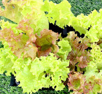 Lettuce "Lactuca sativa" 4 Plants tray "Organic"