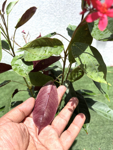 Jatropha pandurifolia Hastata 0.8-1.0m