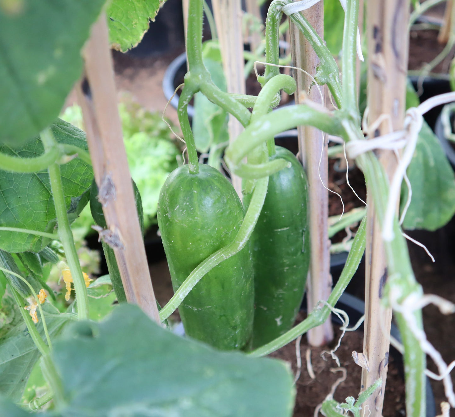 Cucumber Plant "Organic"