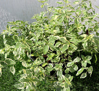 Asystasia Gangetica Variegata "Chinese Violet" 6ltr pot
