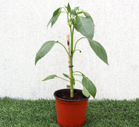 Capsicum Plant "Organic"