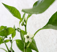 Capsicum Plant "Organic"