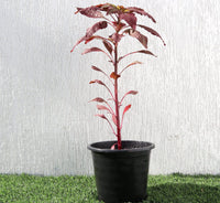 Red Amaranth "Amaranthus Cruentus" 0.3-0.4m