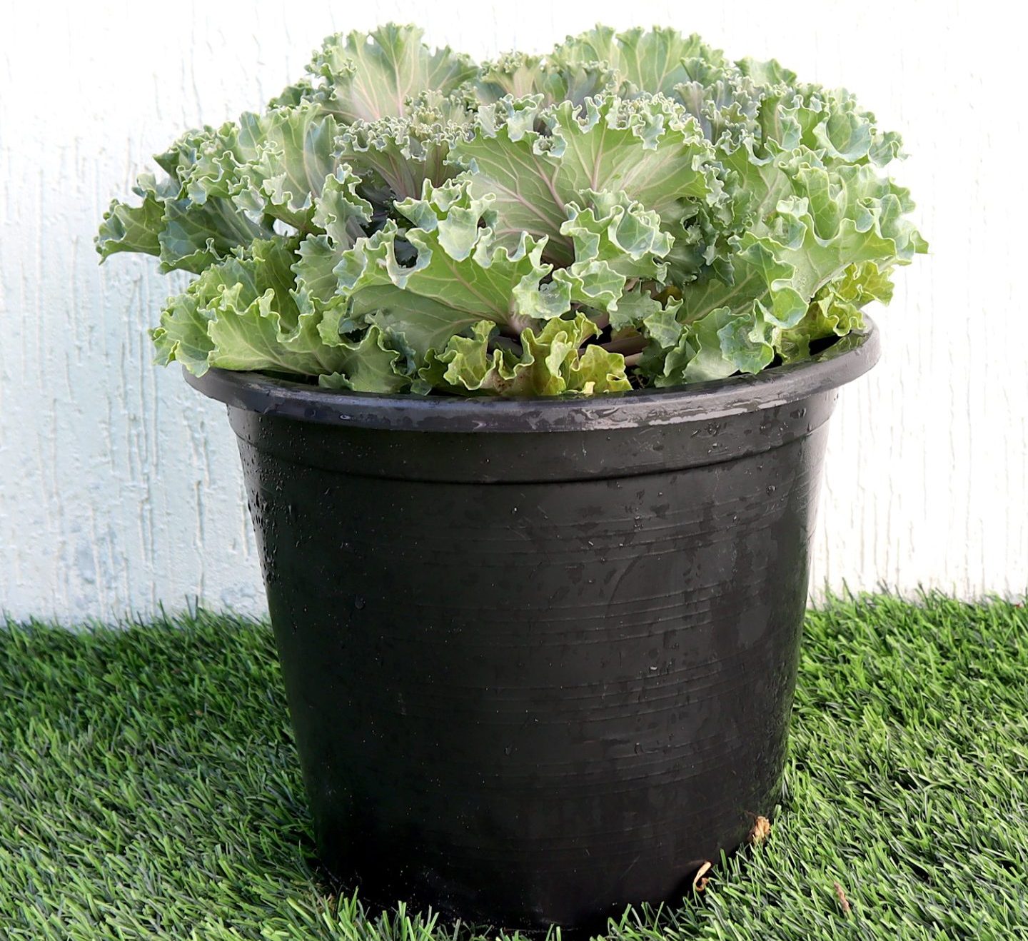 Ornamental Kale "Brassica oleracea"