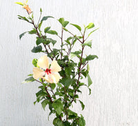 Hibiscus Rosa Sinensis "Cream" 0.5-0.6m