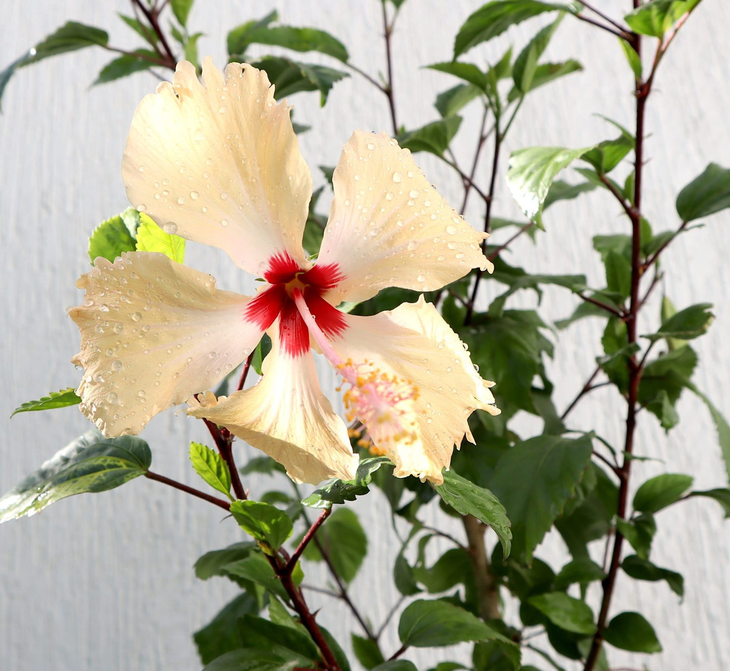 Hibiscus Rosa Sinensis "Cream" 0.5-0.6m