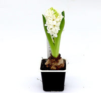 Hyacinth Bulb 1pp