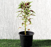 Amaranthus Tricolor 0.3-0.4m
