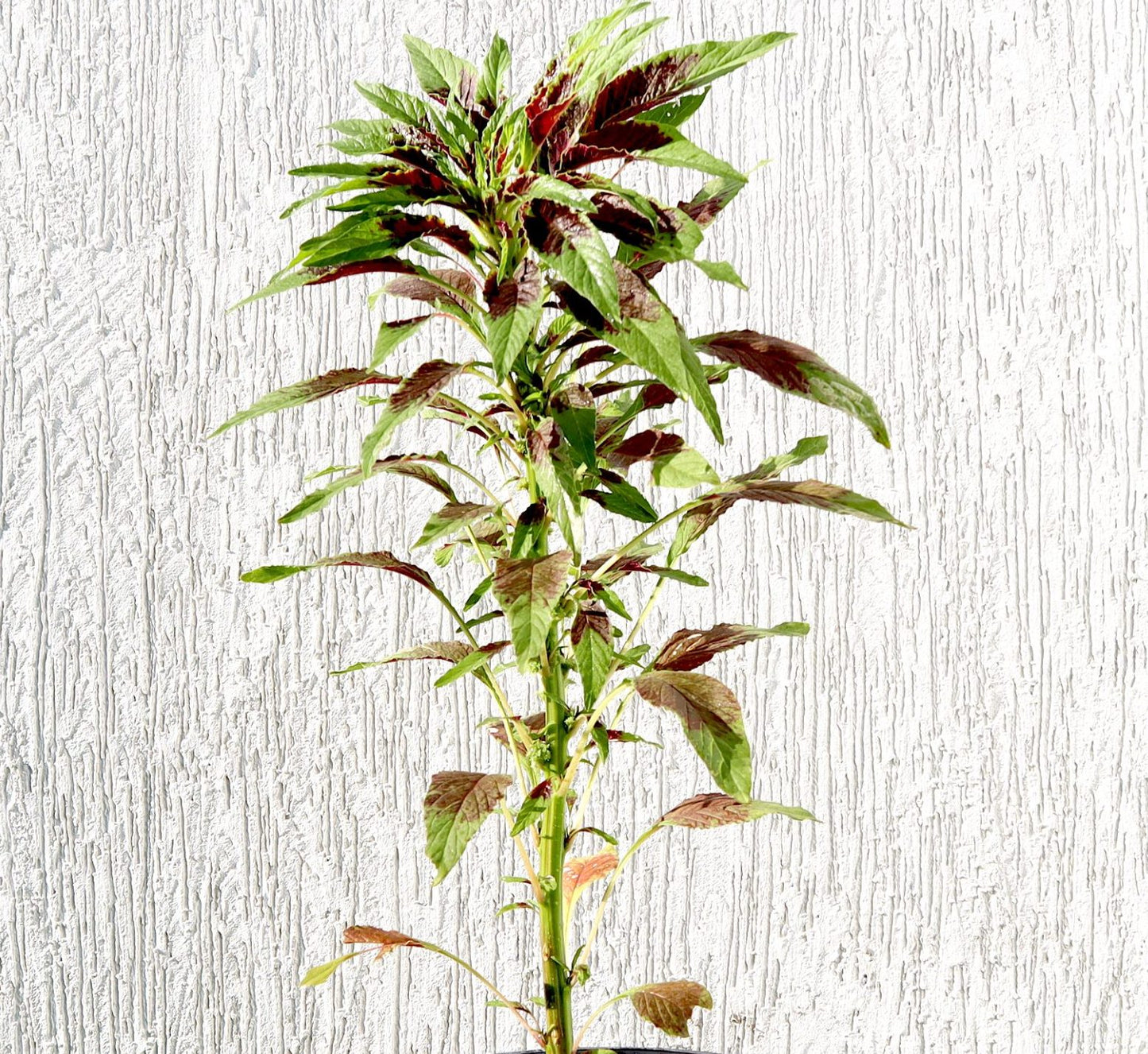 Amaranthus Tricolor 0.3-0.4m