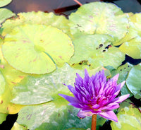 Water Lily Nymphaea "King of Siam"