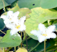 Water Snowflake "Nymphoides indica"