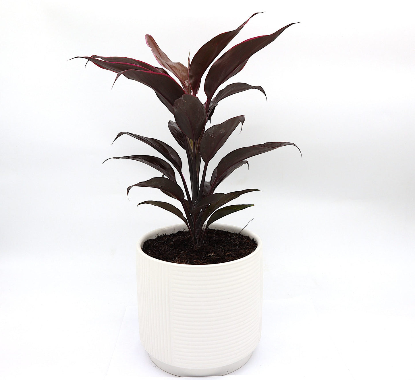 Cordyline Fruticosa Mambo "Good luck plant" 25-30cm