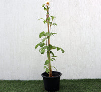 Dahlias Mix Flowering Plant 0.6-0.8m